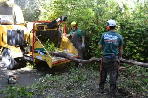 tree services Union Park